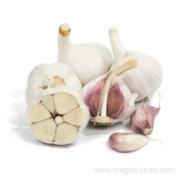 Fresh Chinese 6p Pure White Garlic